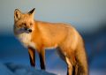 Dreaming of a Fox : 16 meanings and symbols