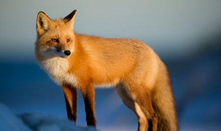 Dreaming of a Fox : 16 meanings and symbols