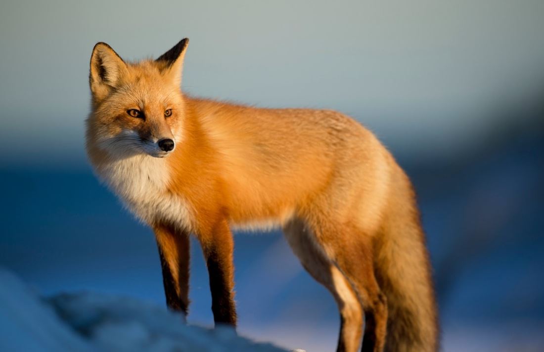 Dreaming of a Fox : 16 meanings and symbols