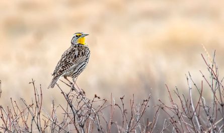 Dream of a skylark : 6 meanings and symbols