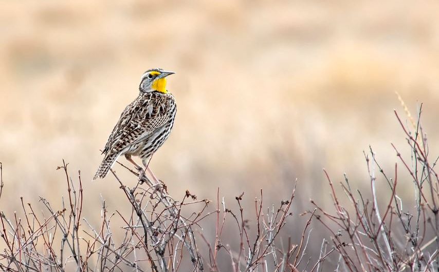 Dream of a skylark : 6 meanings and symbols