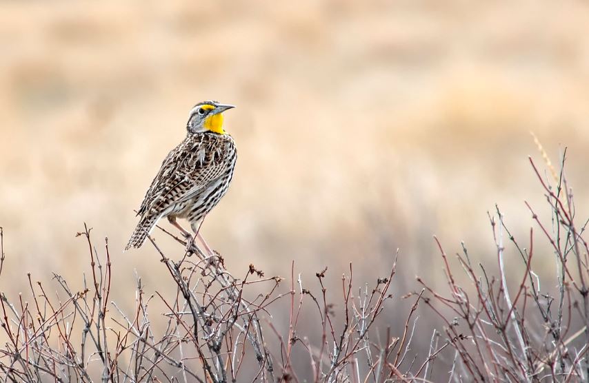 Dream of a skylark : 6 meanings and symbols