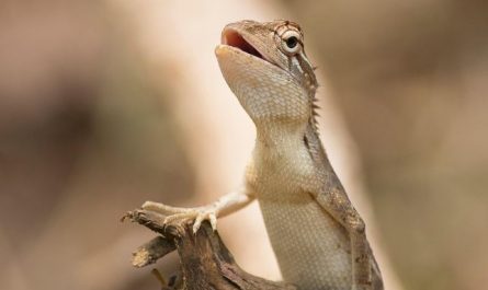 Dreaming of a Lizard : 15 meanings and symbols