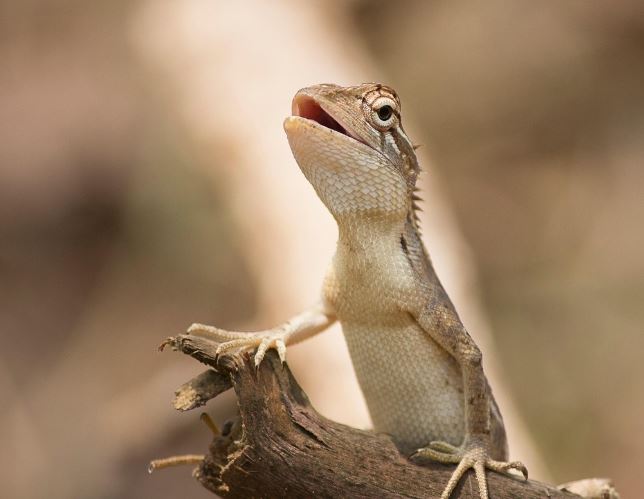 Dreaming of a Lizard : 15 meanings and symbols