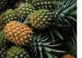 Dreaming of Pineapple : 11 meanings and symbols