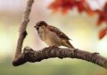 Dreaming of a Dead Bird : 7 meanings and symbols