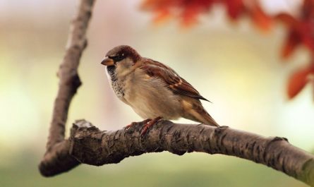 Dreaming of a Dead Bird : 7 meanings and symbols