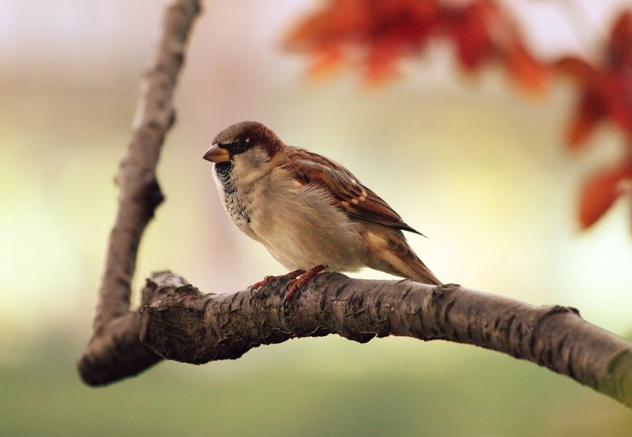 Dreaming of a Dead Bird : 7 meanings and symbols