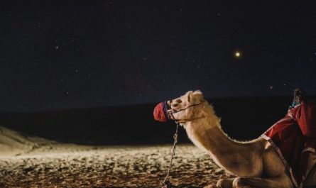 Dreaming of Camels : 10 meanings and symbols