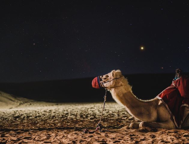 Dreaming of Camels : 10 meanings and symbols
