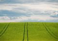 Dreaming of Fields : 17 meanings and symbols