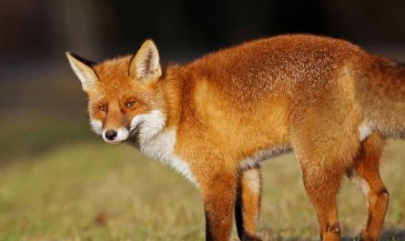 Dreaming of a Fox : 13 meanings and symbols