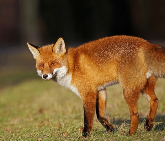 Dreaming of a Fox : 13 meanings and symbols