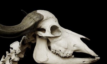 Dreaming of a Skull : 12 meanings and symbols