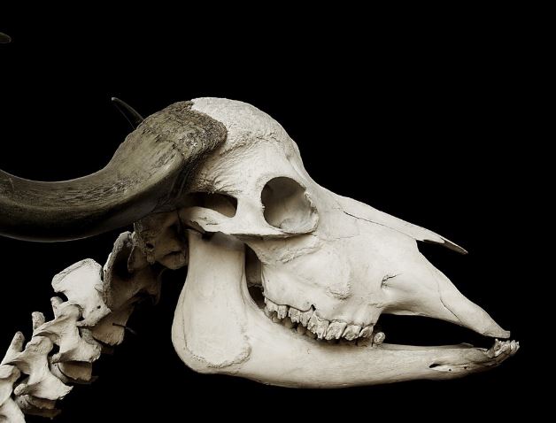 Dreaming of a Skull : 12 meanings and symbols