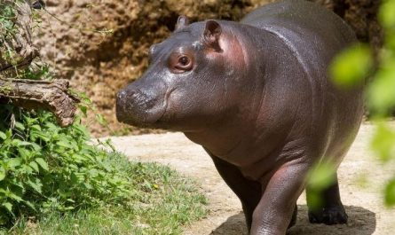 Dreaming of a Hippopotamus : 13 meanings and symbols