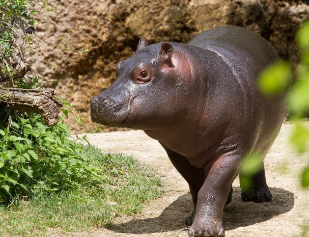 Dreaming of a Hippopotamus : 13 meanings and symbols