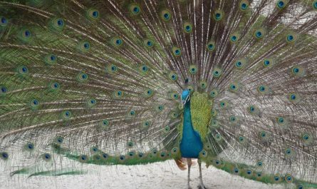 Dreaming of a Peacock : 14 meanings and symbols