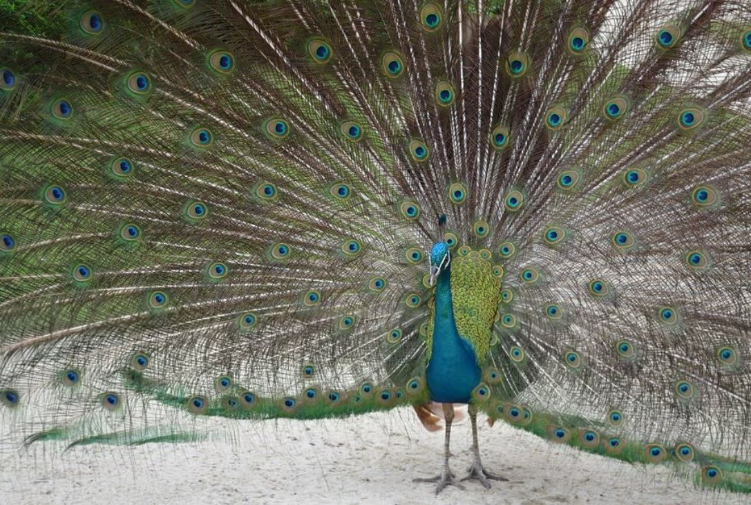 Dreaming of a Peacock : 14 meanings and symbols
