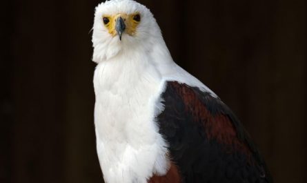 Dreaming of an Eagle : 16 meanings and symbols