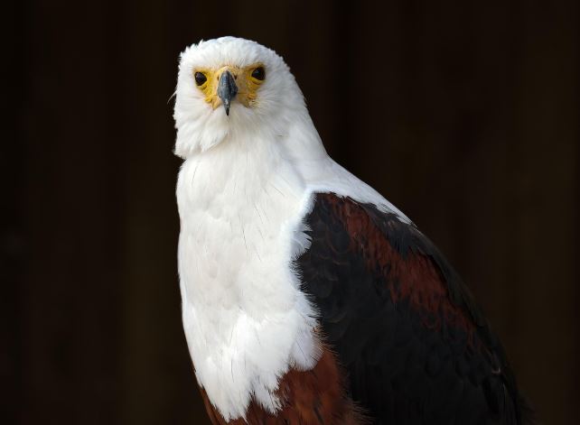 Dreaming of an Eagle : 16 meanings and symbols