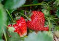 Dreaming of Strawberries : 15 meanings and symbols