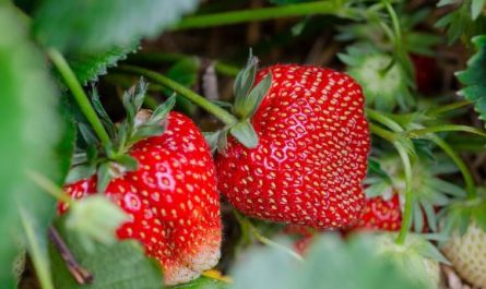 Dreaming of Strawberries : 15 meanings and symbols