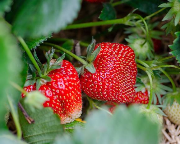 Dreaming of Strawberries : 15 meanings and symbols