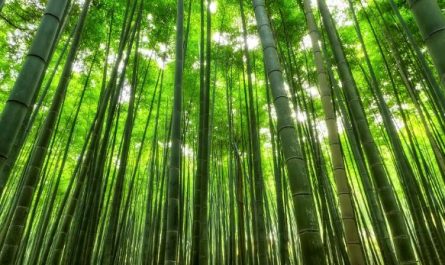 Dreaming of Bamboo : 11 meanings and symbols