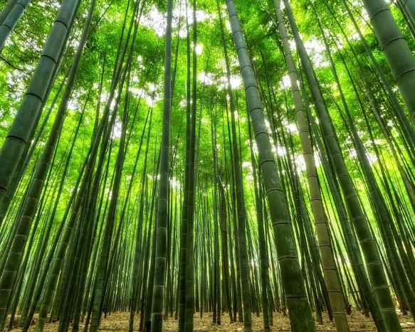 Dreaming of Bamboo : 11 meanings and symbols