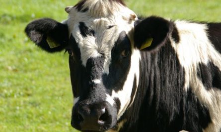 Dreaming of Cows : 10 meanings and symbols