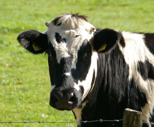 Dreaming of Cows : 10 meanings and symbols