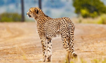 Dreaming of a Cheetah : 10 meanings and symbols