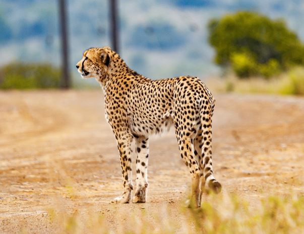 Dreaming of a Cheetah : 10 meanings and symbols