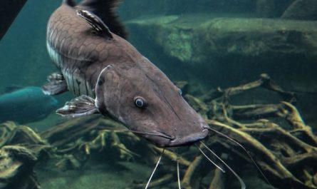Dreaming of Catfish : 10 meanings and symbols