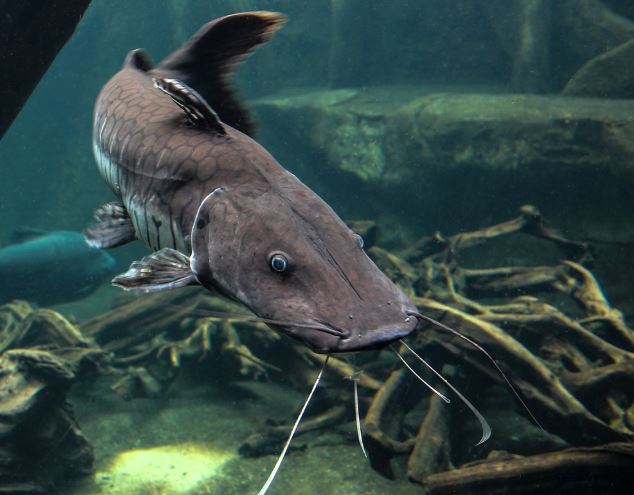 Dreaming of Catfish : 10 meanings and symbols