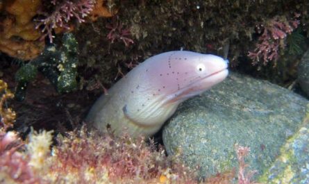 Dreaming of Eels : 11 meanings and symbols