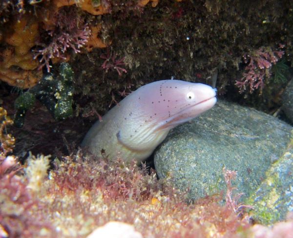 Dreaming of Eels : 11 meanings and symbols