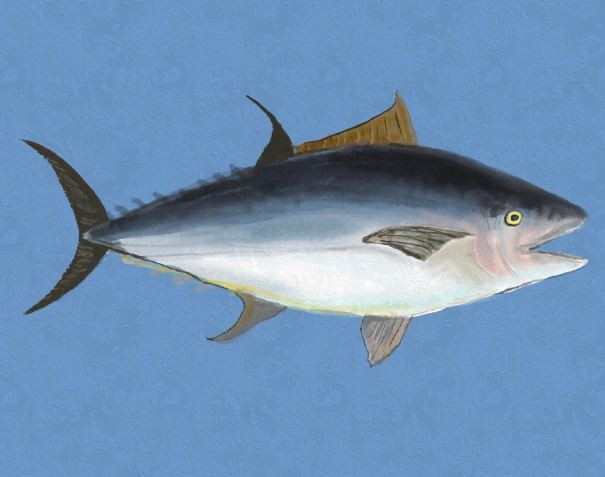 Dreaming of Tuna : 12 meanings and symbols