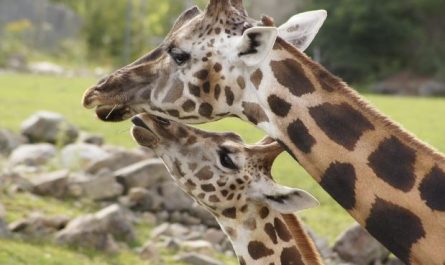 Dreaming of a Giraffe: 11 Meanings and Symbolisms