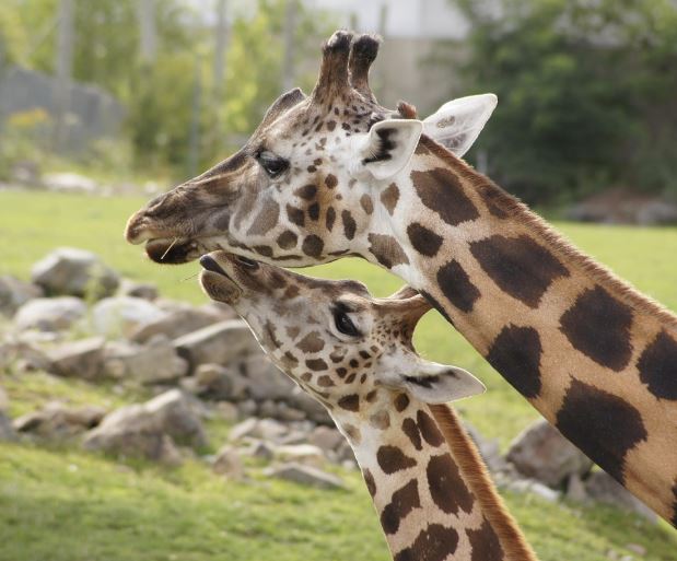 Dreaming of a Giraffe: 11 Meanings and Symbolisms