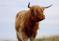 Dreaming of a Bull: 12 Meanings and Symbolisms