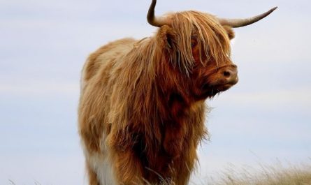 Dreaming of a Bull: 12 Meanings and Symbolisms