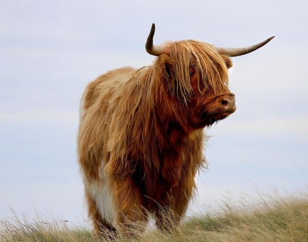 Dreaming of a Bull: 12 Meanings and Symbolisms