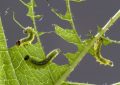 Dreaming of Pine Caterpillars: 10 Meanings and Symbolisms
