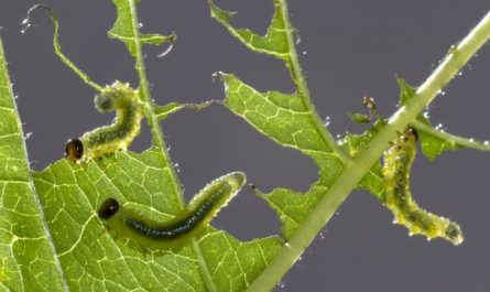 Dreaming of Pine Caterpillars: 10 Meanings and Symbolisms