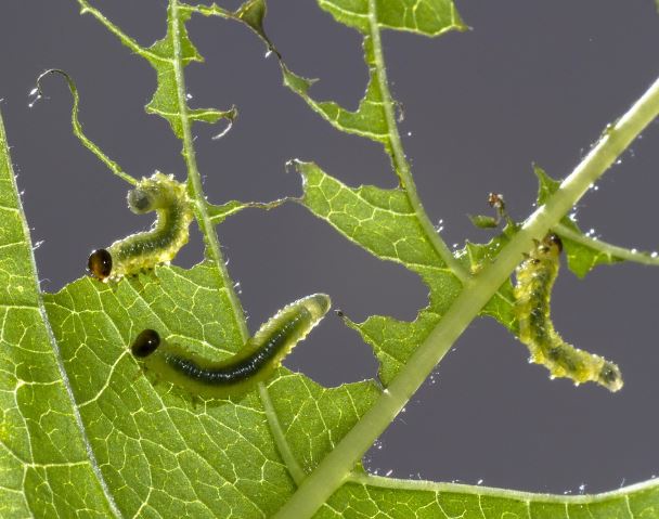 Dreaming of Pine Caterpillars: 10 Meanings and Symbolisms