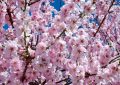 Dreaming of Cherry Blossoms: 9 Meanings and Symbolisms