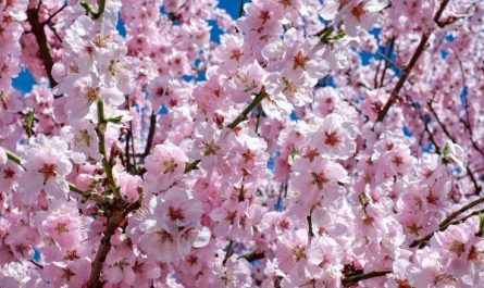 Dreaming of Cherry Blossoms: 9 Meanings and Symbolisms