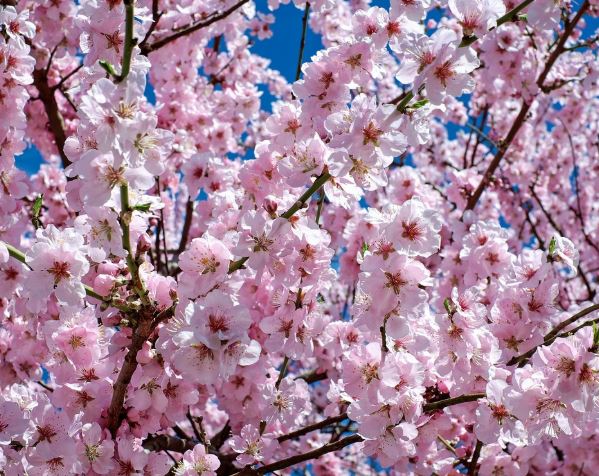 Dreaming of Cherry Blossoms: 9 Meanings and Symbolisms